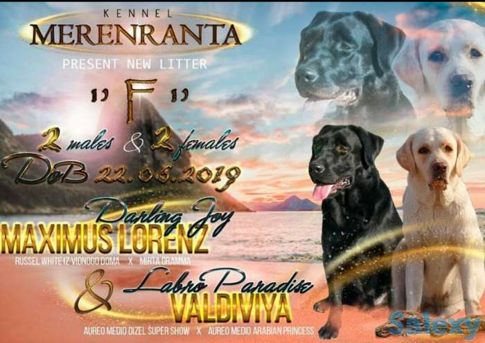 Продаются щенки лабрадора ретривера., фотография 4