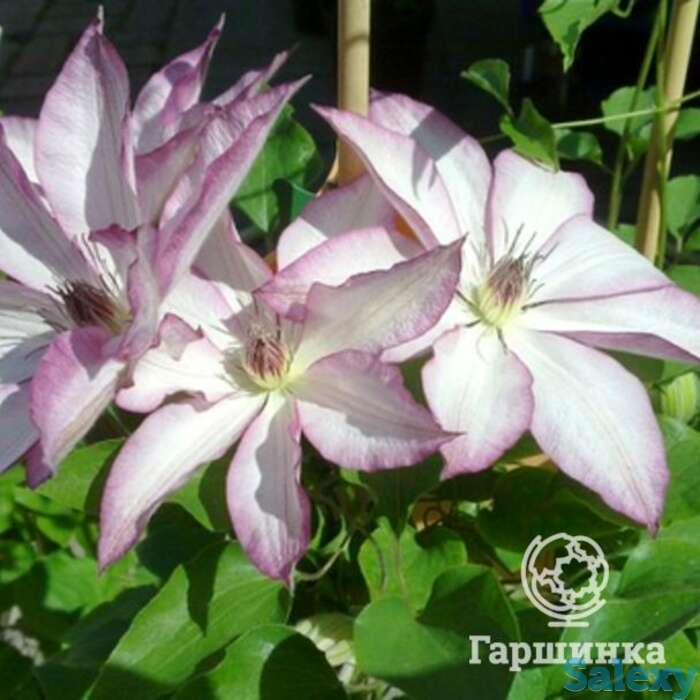 Клематис омоширо (2), фотография 1