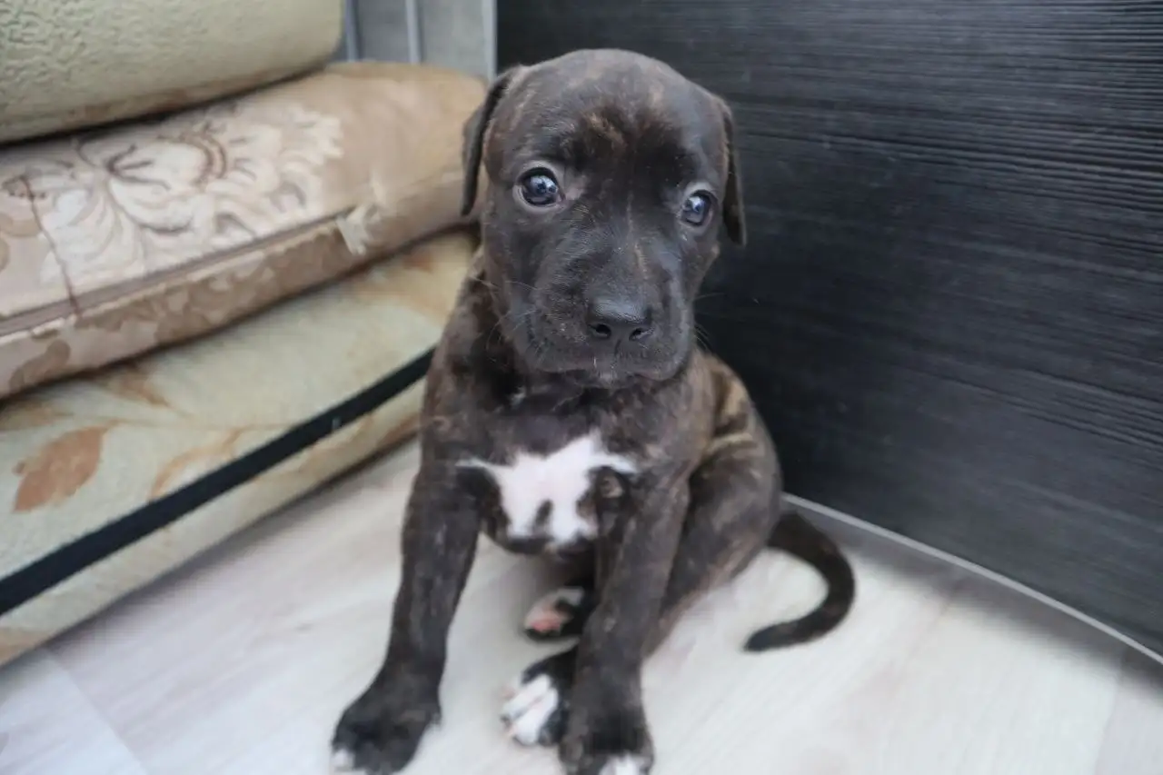 Щенки ПИТСТАФФ остались девочки, фотография 6