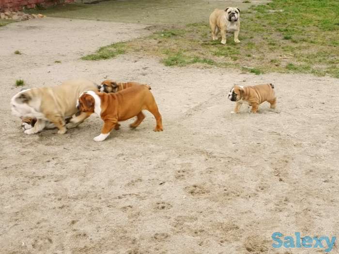 Красотка, фотография 5