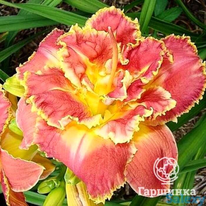 Лилейник анлок зе старс, фотография 1