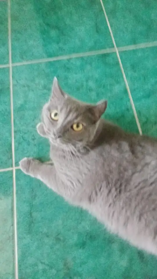 Отдам кошку в хорошие руки, фотография 2