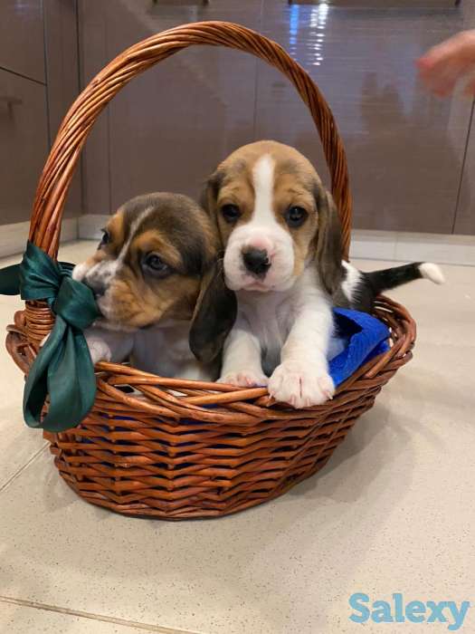 Бигль, фотография 4