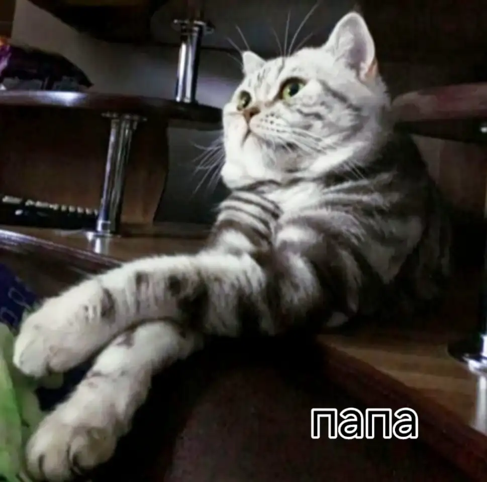 Шотландские котята, фотография 11