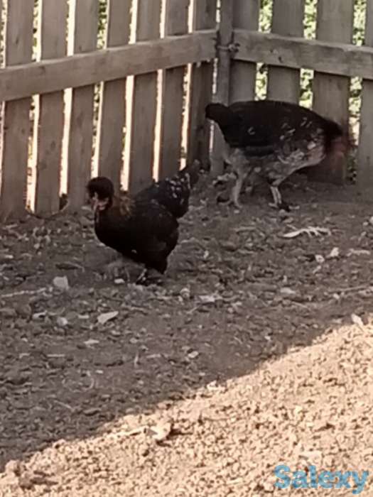 Карликовые куры Бентамки, фотография 1