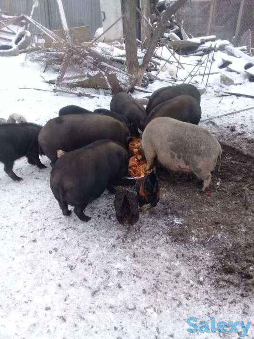 Вьетнамские свинки, фотография 1