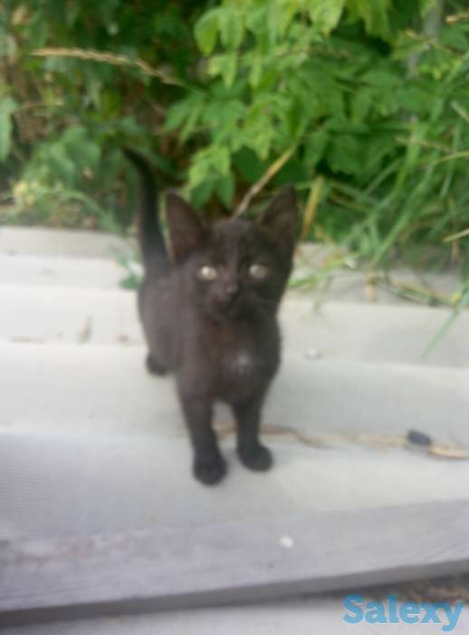 Дарю котят, фотография 1