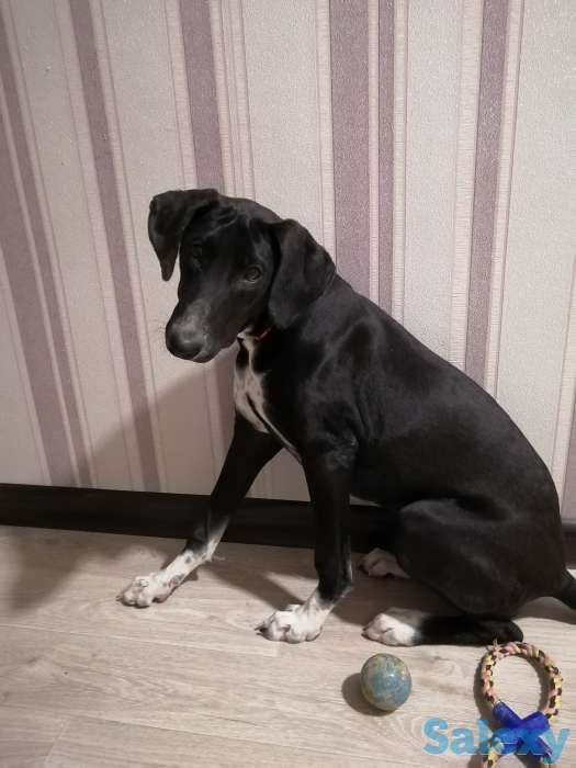 Отдам в добрые руки, фотография 5