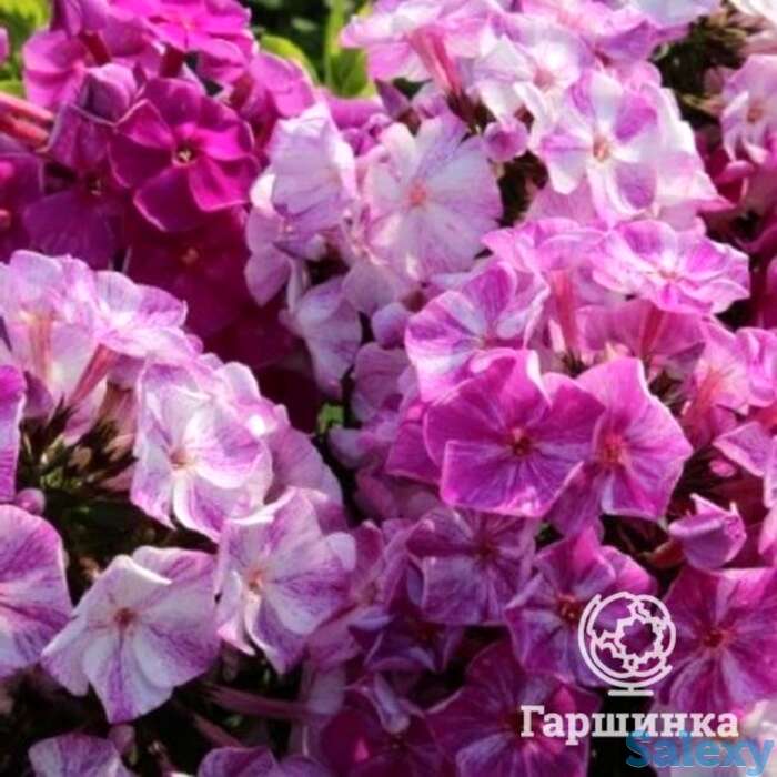 Флокс метельчатый фрикли пепл шейдес, фотография 1