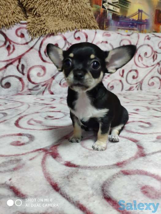 Продам Тойчиков, фотография 7