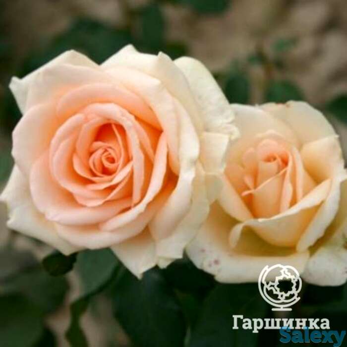 Роза Мунсун чайно-гибридная, фотография 1