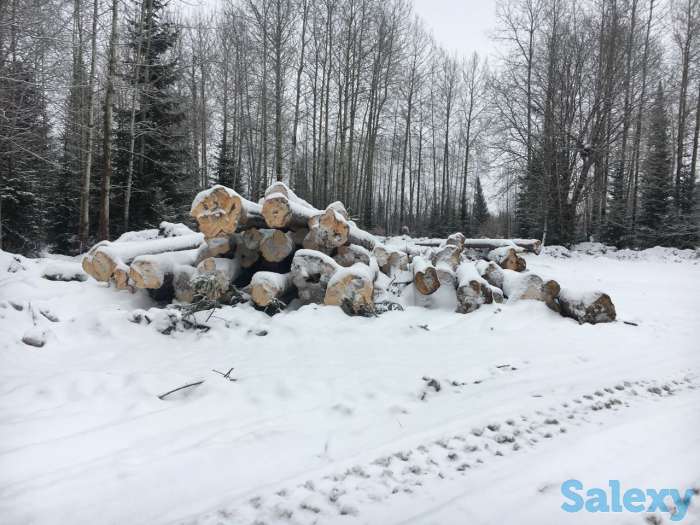 Продам хлыст пихтача, пиломатериал, кругляк лес круг, фотография 4