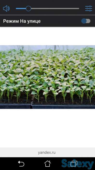 Рассада всех видов, фотография 3