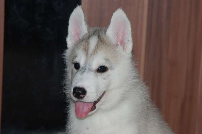 Шикарные щенки с породного питомника Alyaska Road, фотография 2