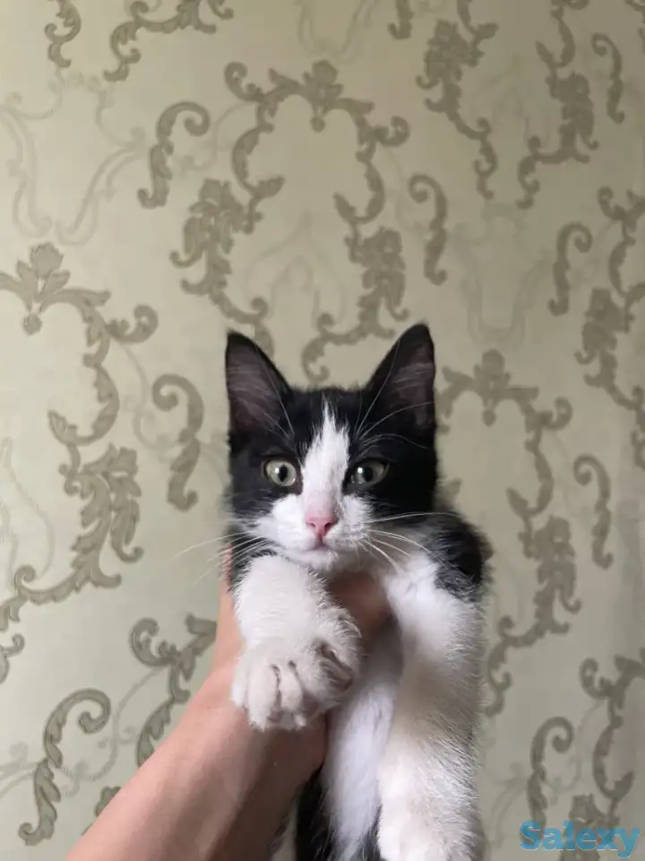 Отдам котенка в добрые руки, фотография 1