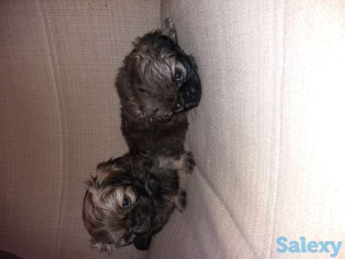 Продам щенков пекинеса, фотография 1
