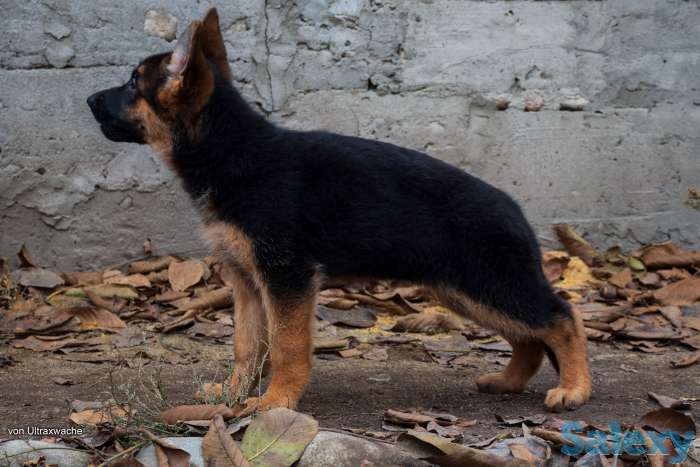 Щенки от Титулованных родителей, фотография 3
