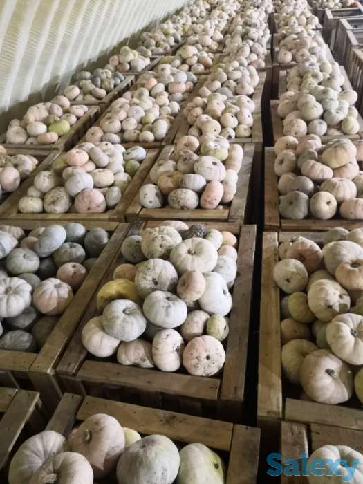 тыква оптом, фотография 2