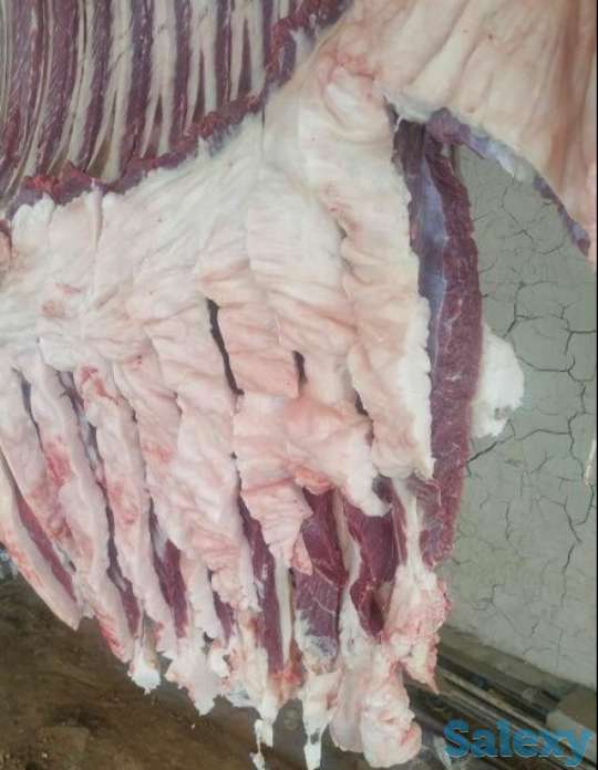 Продаётся мясо конина из Тараза, фотография 1