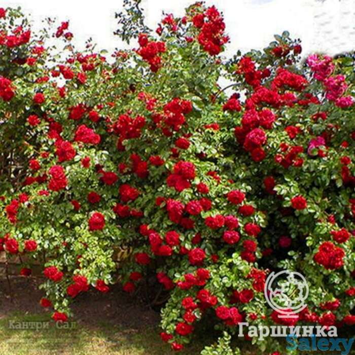 Роза Калонетта плетистая, фотография 1