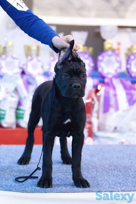 Черная девочка с шоу-потенциалом!, фотография 1