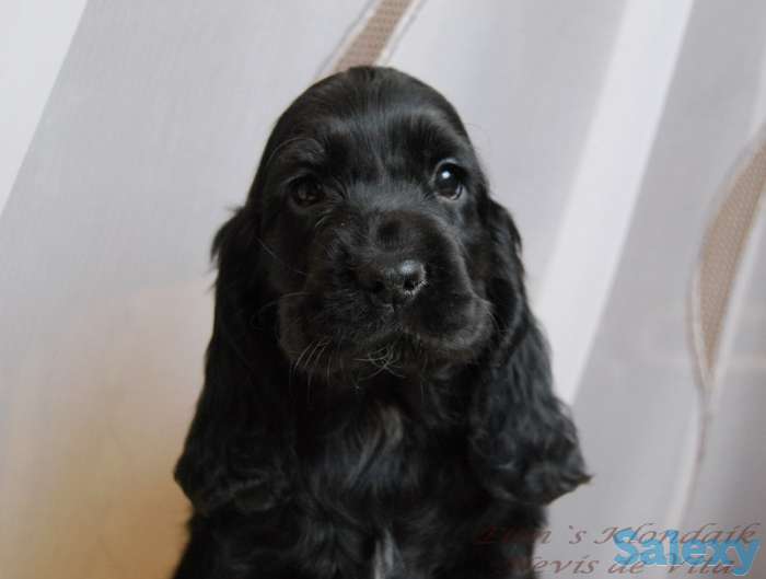 Английский кокер спаниель щенки, фотография 1