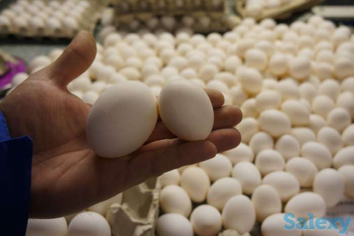 Яйца оптом от производителя, фотография 2