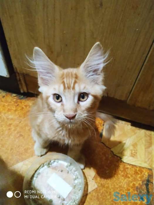 Котята. Мэйн Кун. Мейн Кун. Мейнкун. Мэйнкун., фотография 7