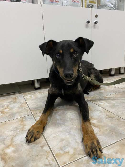 Отдам в хорошие руки, фотография 5