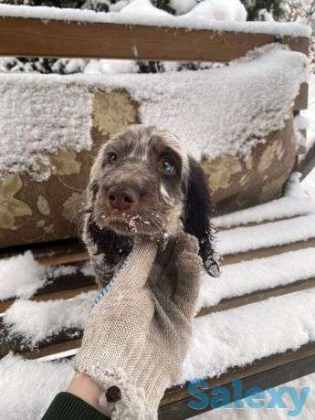 Русские спаниели, фотография 1