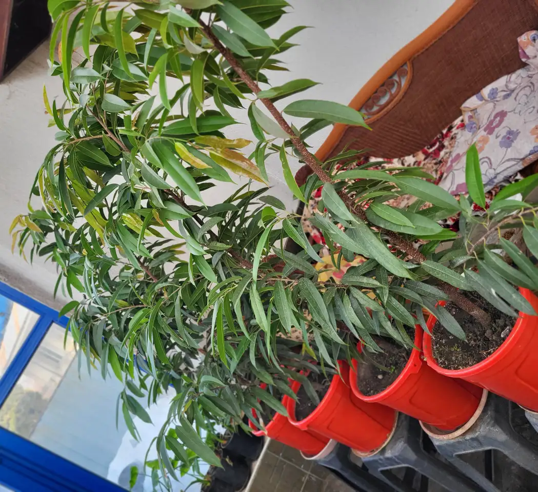 Продам фикус Бенедикта, фотография 2