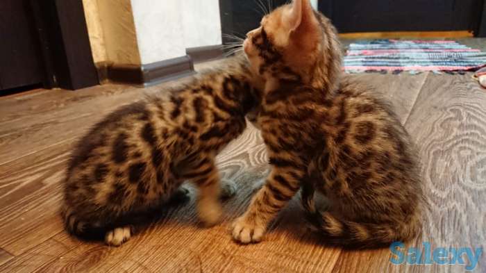 Продам котят. Порода Бенгал, фотография 2