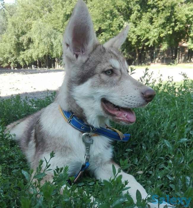 Щенки собаки Сарлоса (Saarloos Wolfdogs), фотография 5