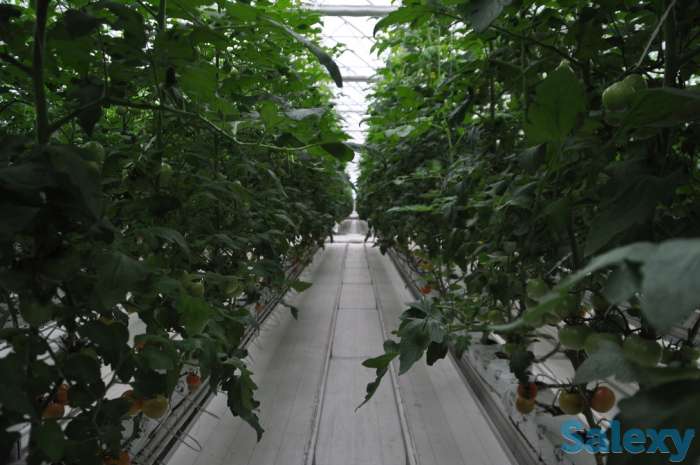 Современная турецкая теплица под ключ. Есть 4 варианта теплицы., фотография 8