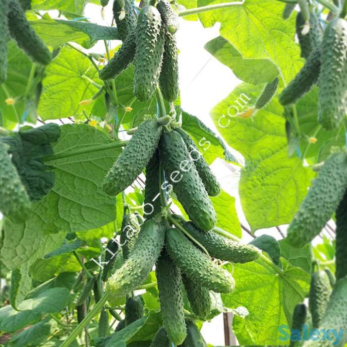 Семена огурца-корнишона КАМИНАРИ F1, KITANO SEEDS, фотография 3