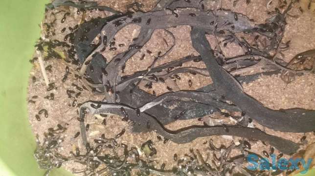 Продам знахерь жук емдік қоңыз барлык ауруларга ем, фотография 1