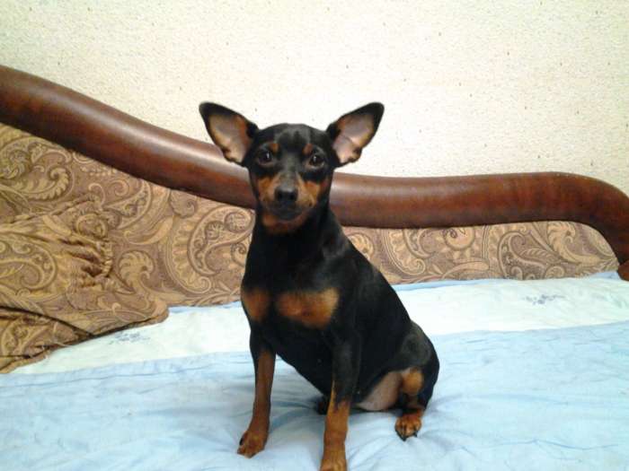 Привлекательная сучка, ищет симпатичного кобеля для вязки., фотография 5