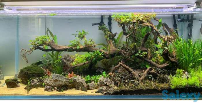 Дизайн аквариума, фотография 1