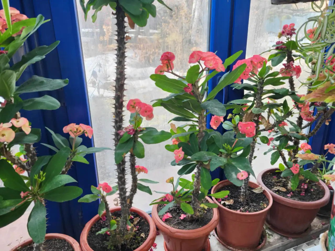 Крупноцветная Эуфорбия, фотография 3