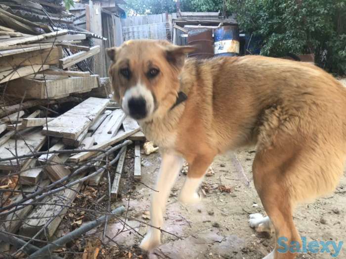 Отдам в добрые руки собак, фотография 3