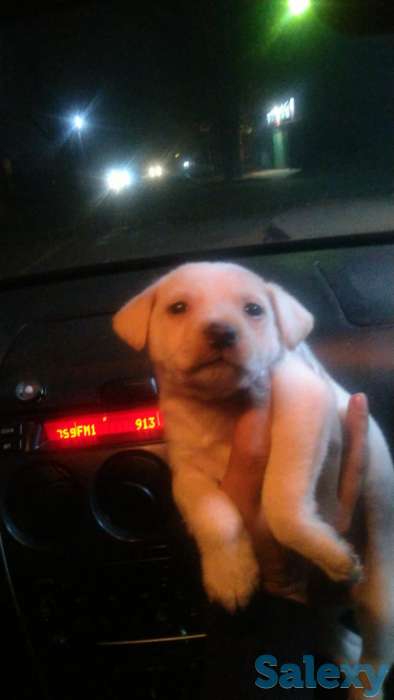 Продам  лабрадора, фотография 2