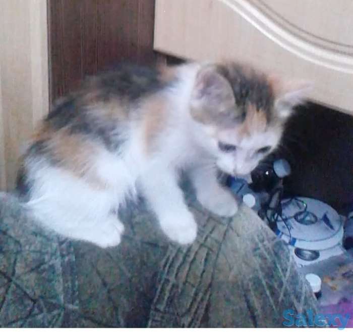 Отдам котят, фотография 3