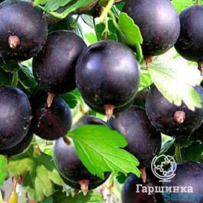 Крыжовник Командор (без шипов), фотография 1