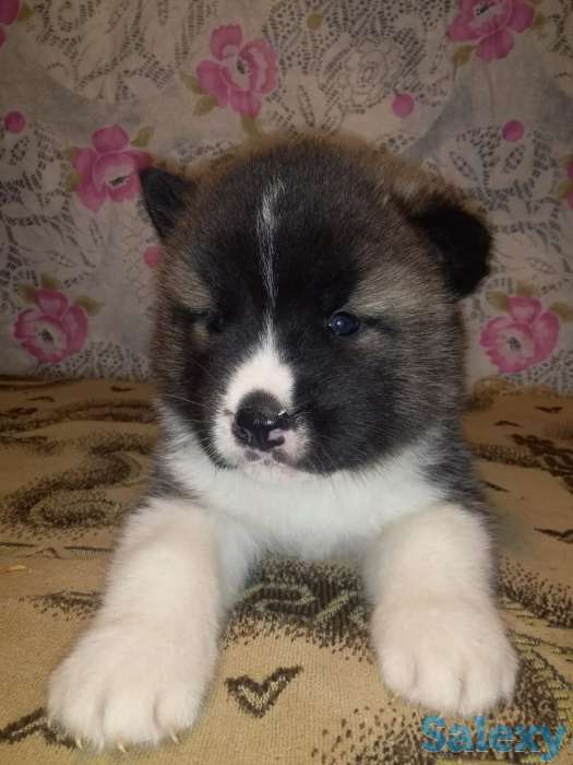 Продаются щенки Американской Акиты!, фотография 7