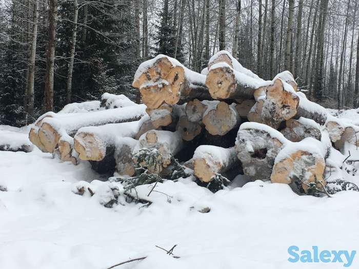 Продам хлыст пихтача, пиломатериал, кругляк лес круг, фотография 2