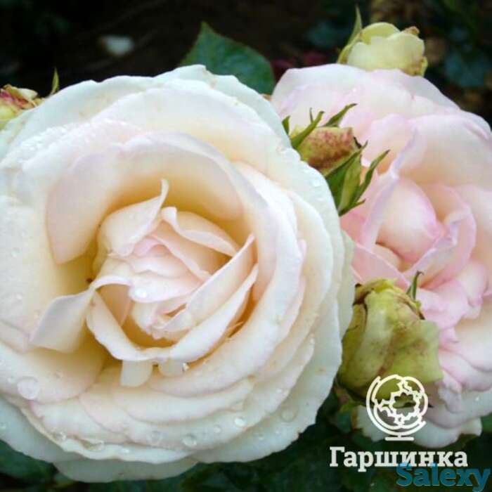 Роза палас роял/вайт эден, мейян, фотография 1