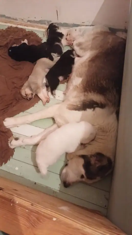 Крупные щенки алабая. Новые крови., фотография 3