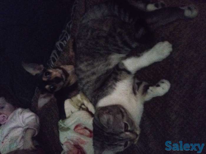 Продам Британскую кошку с документами, фотография 1