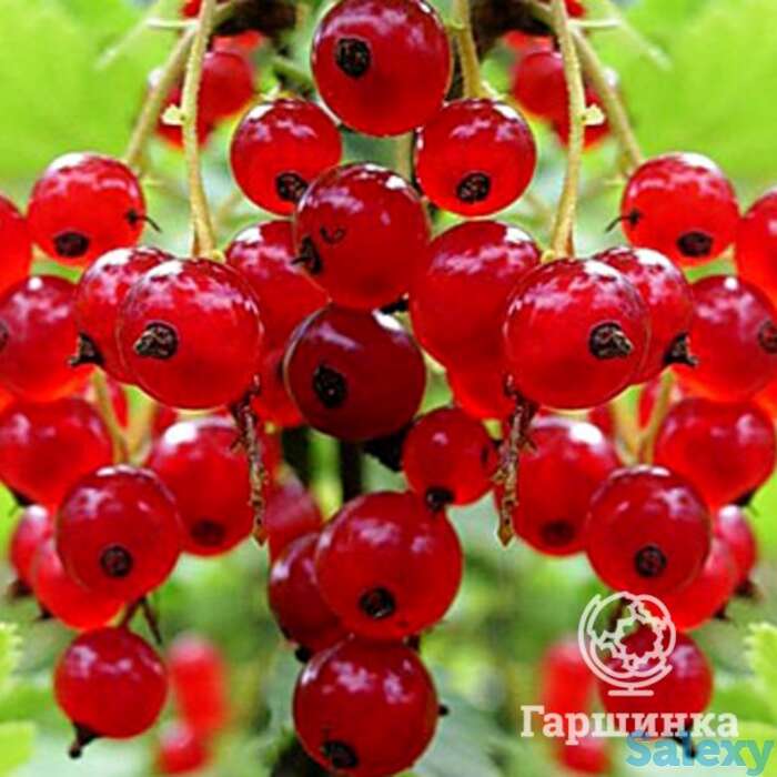 Смородина Натали красная, фотография 1