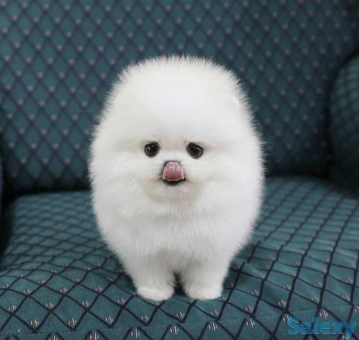 Красивая, пушистая прелесть., фотография 2